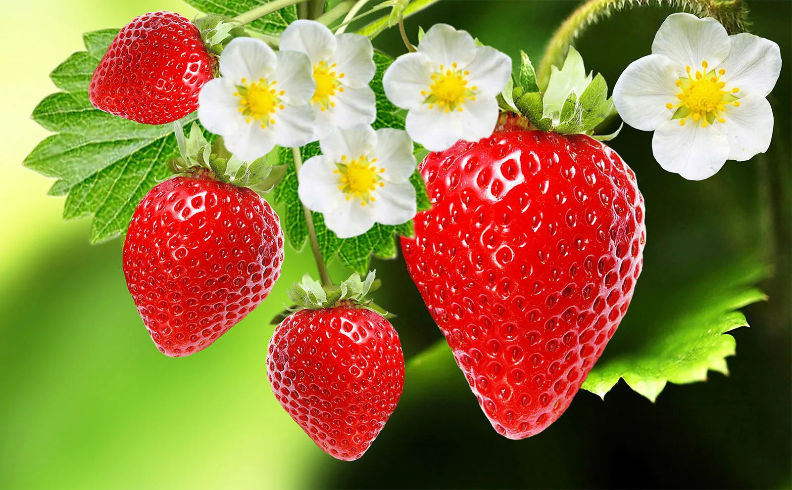 Ingredients for strawberry pretzel dessert, including pretzels, strawberries, cream cheese, and gelatin, arranged on a kitchen counter